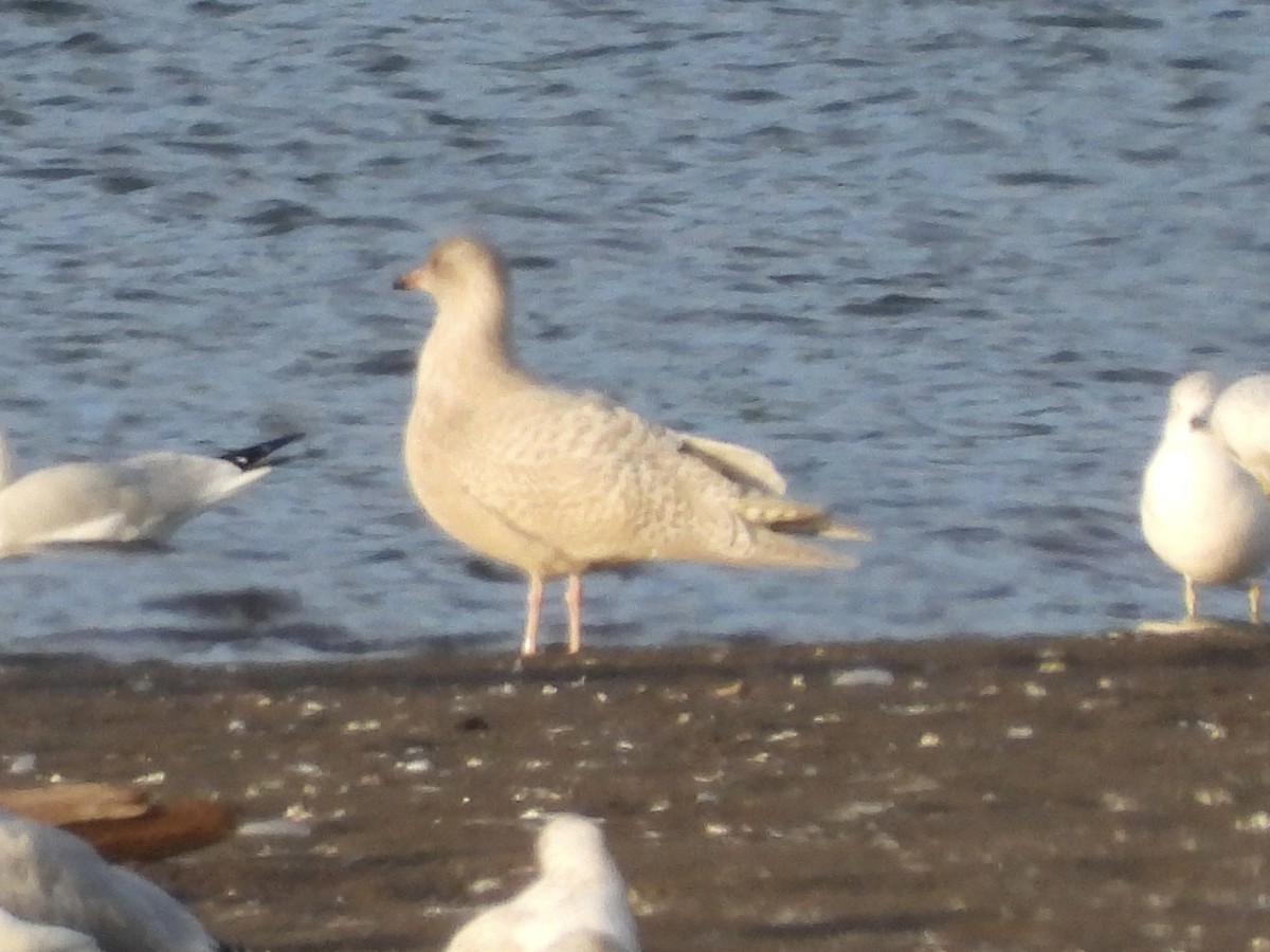 Iceland Gull (kumlieni) - ML498265771