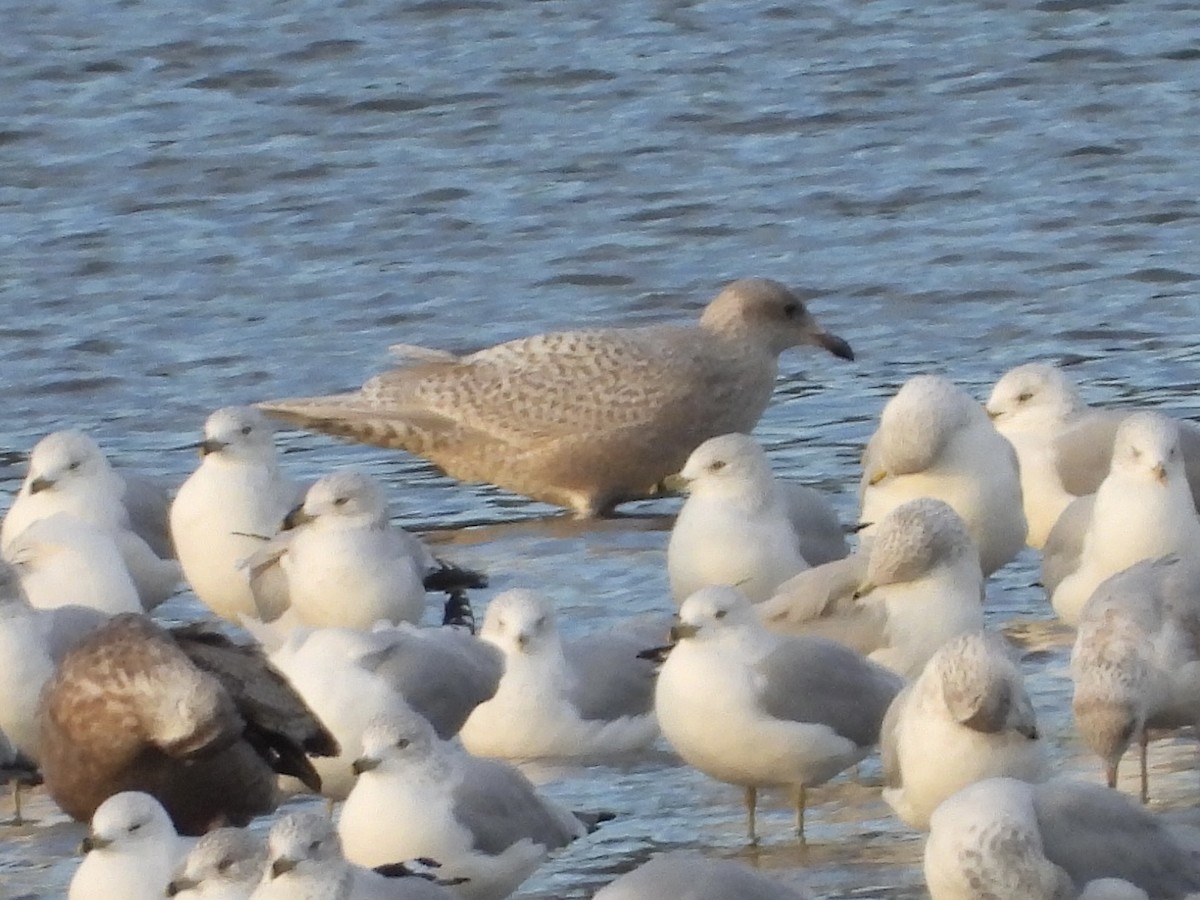 Iceland Gull (kumlieni) - ML498265901