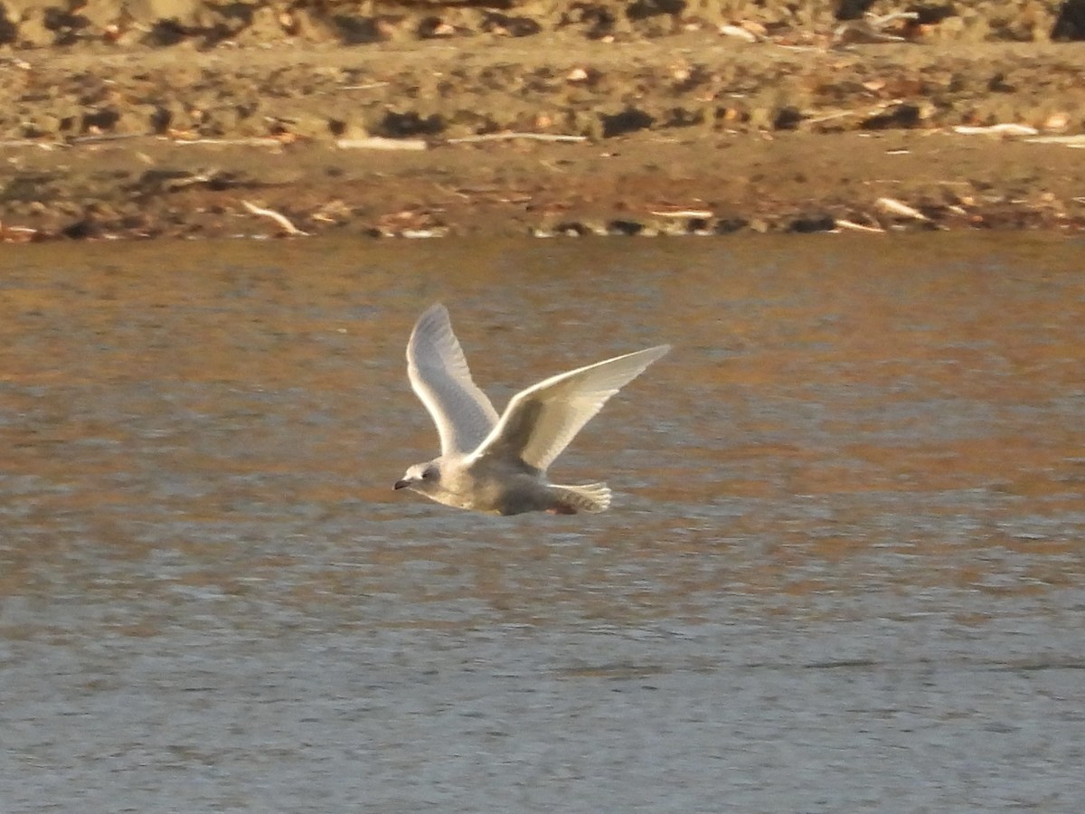 Iceland Gull (kumlieni) - ML498265951