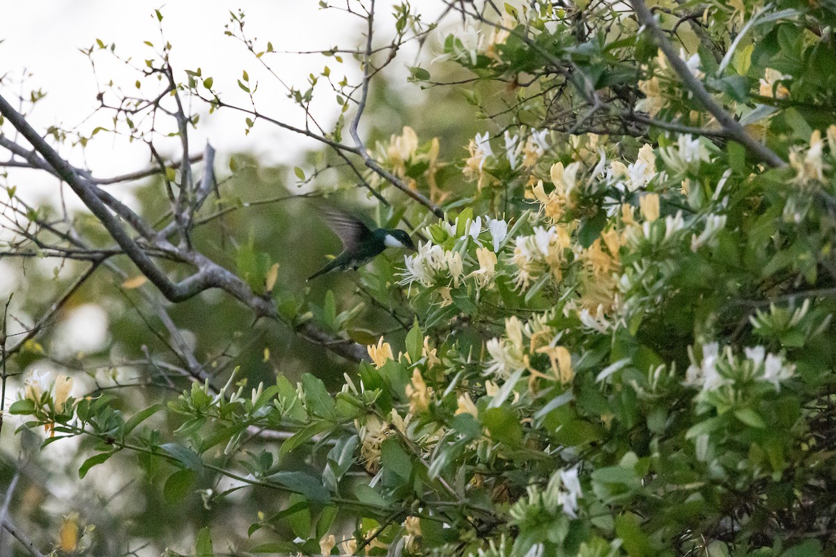 White-throated Hummingbird - ML498266071