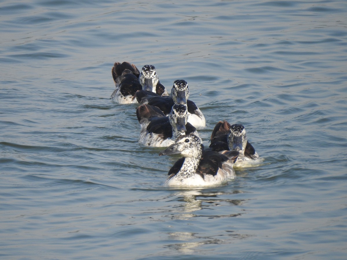 Knob-billed Duck - ML498266851