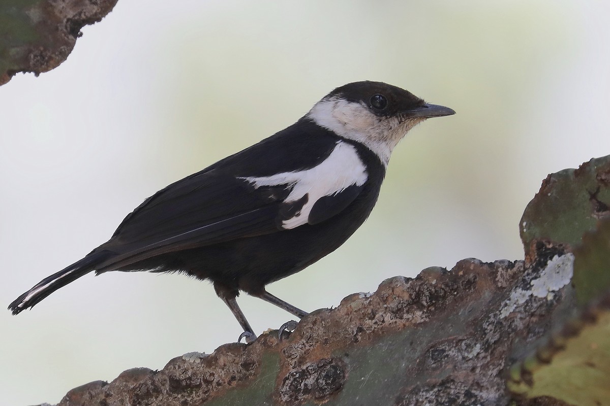 Zorzal Hormiguero de Ruaha - ML498266881