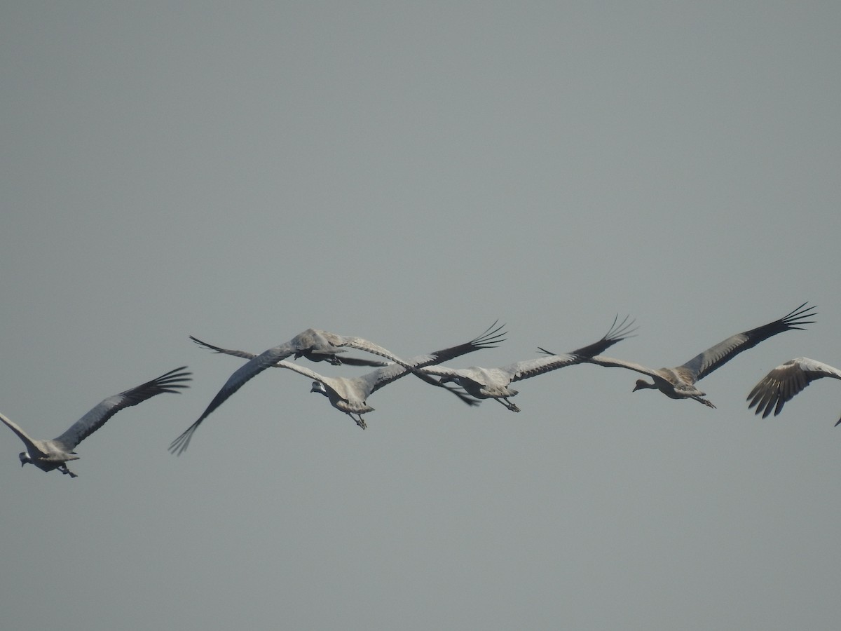 Common Crane - ROHITH SRINIVASAN