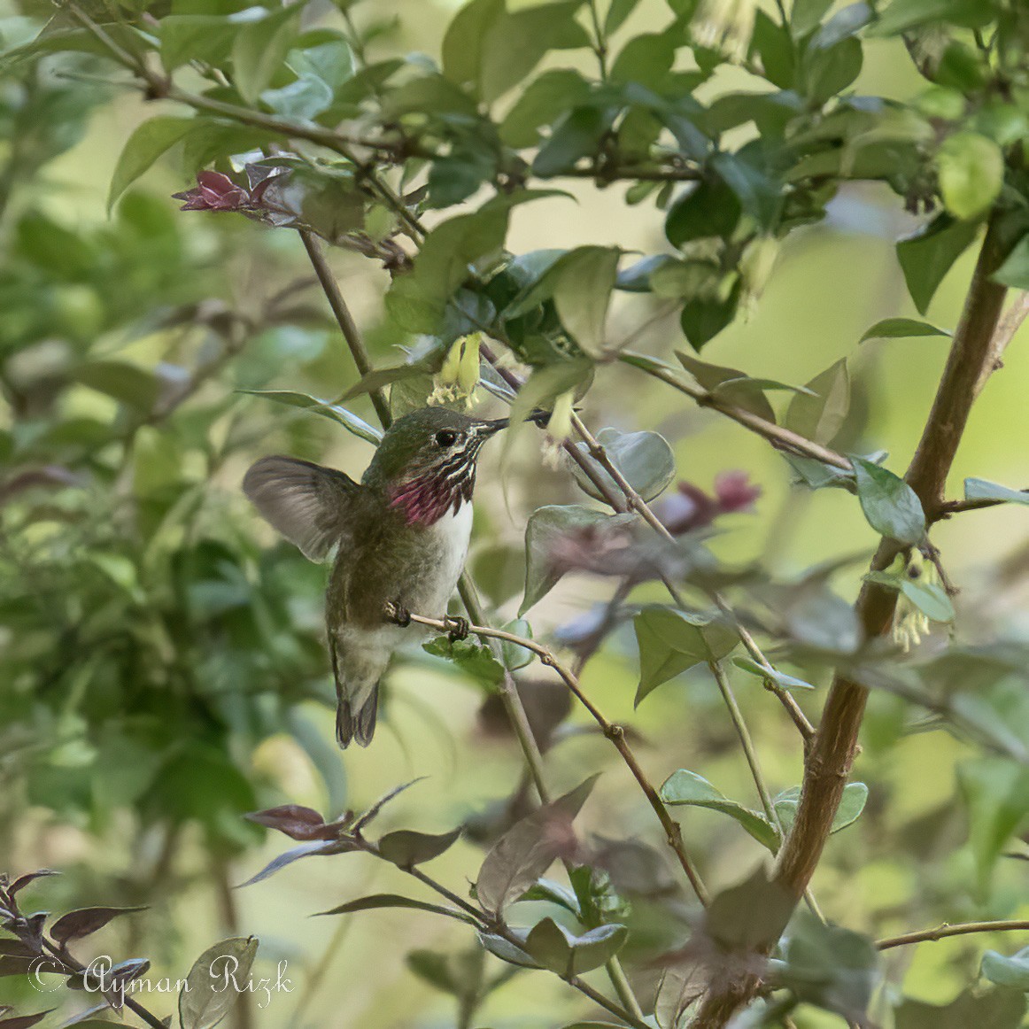 Calliope Hummingbird - ML498267631