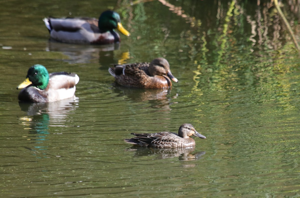 Blue-winged Teal - ML498267821