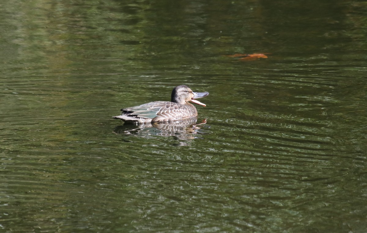 Blue-winged Teal - ML498267901