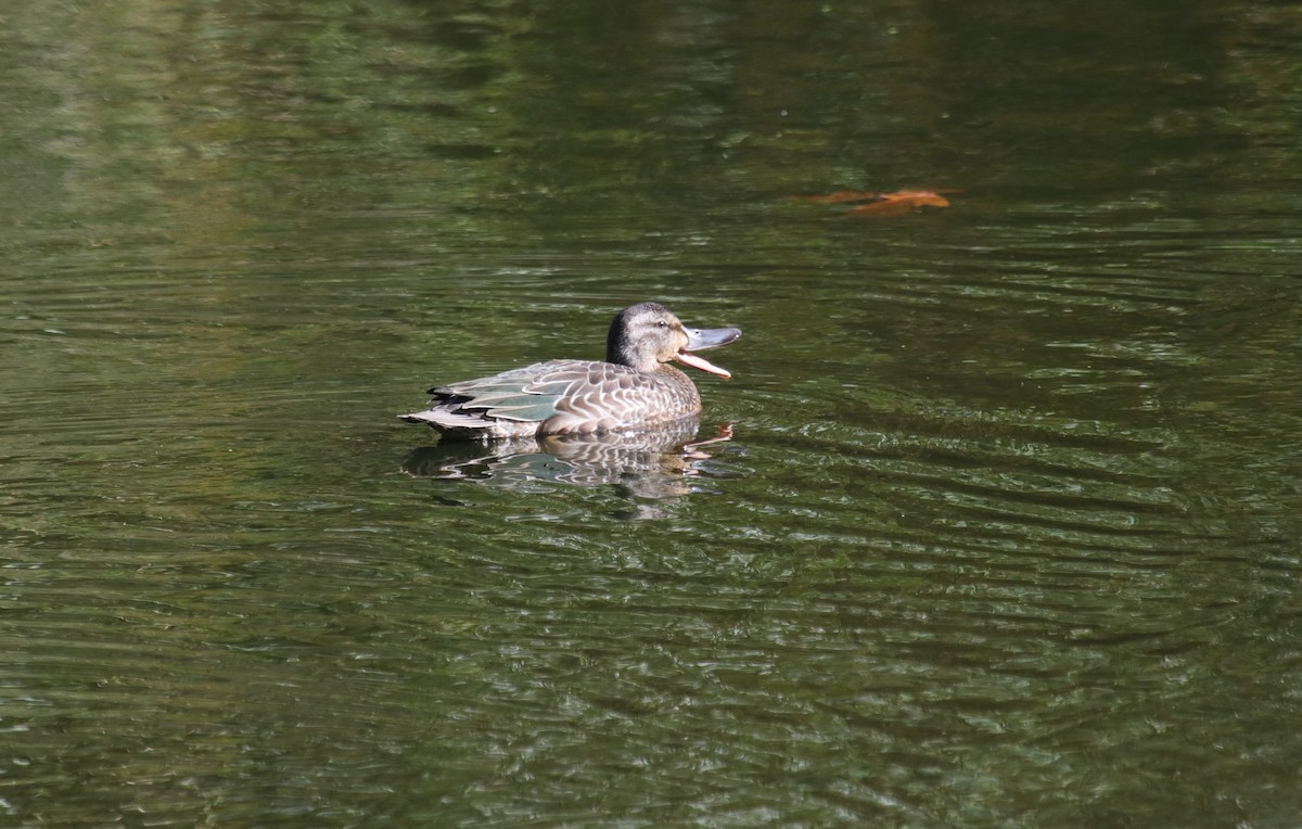 Blauflügelente - ML498267901