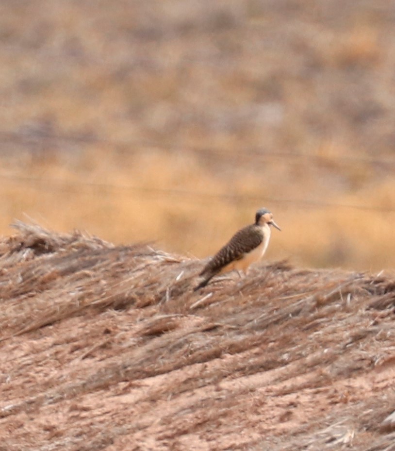 Andean Flicker - ML498268161