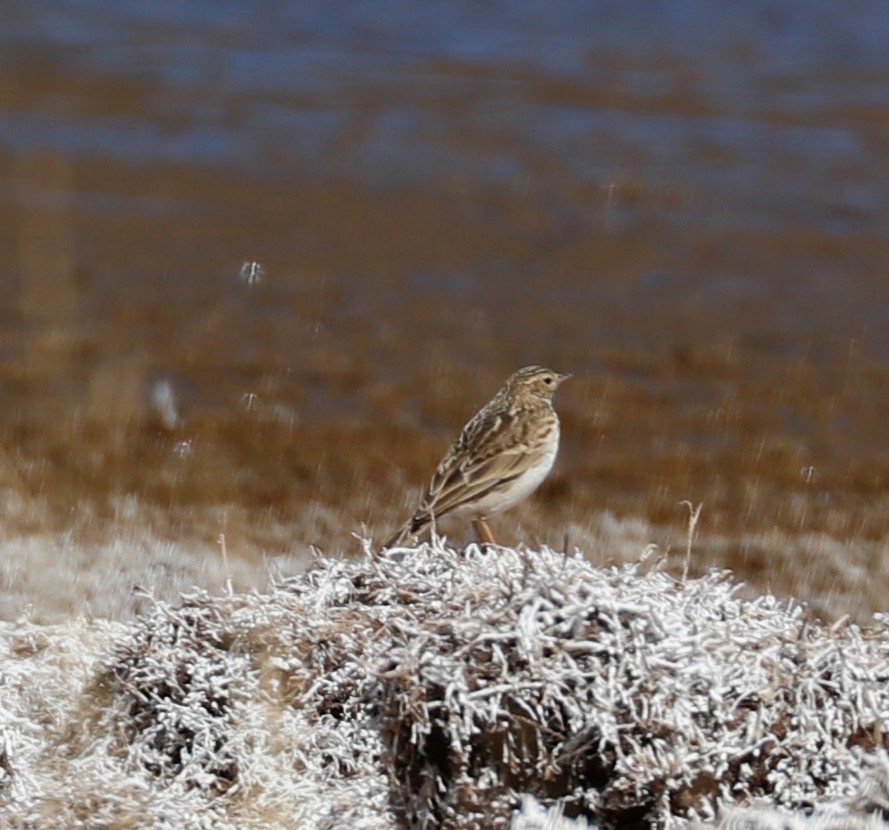 Correndera Pipit - ML498268271