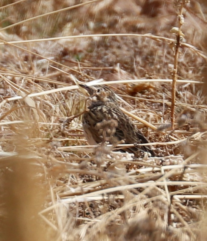 Bisbita de la Puna - ML498268821