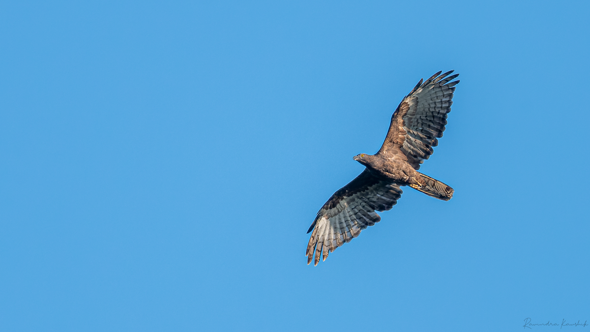 Oriental Honey-buzzard - ML498269581