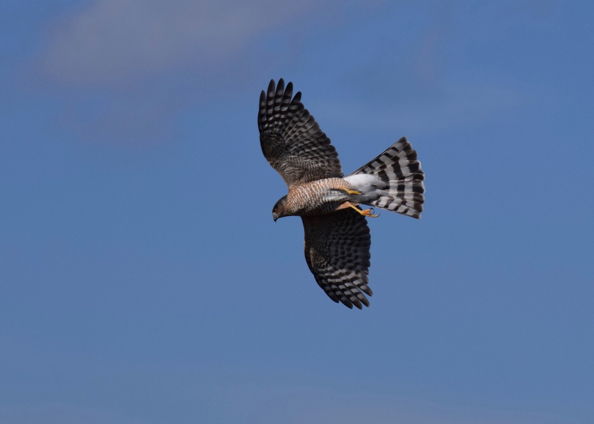 Sharp-shinned Hawk - Shannon Donaldson