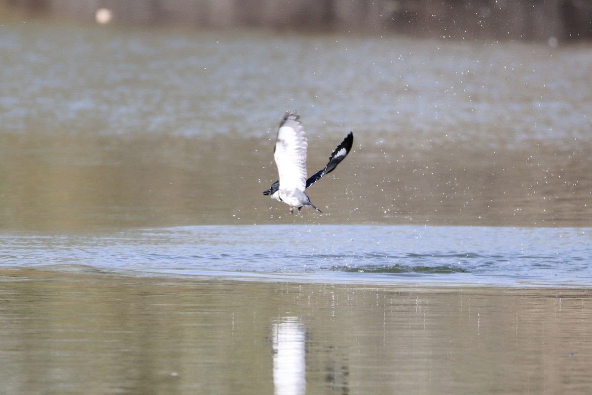Belted Kingfisher - ML498270541