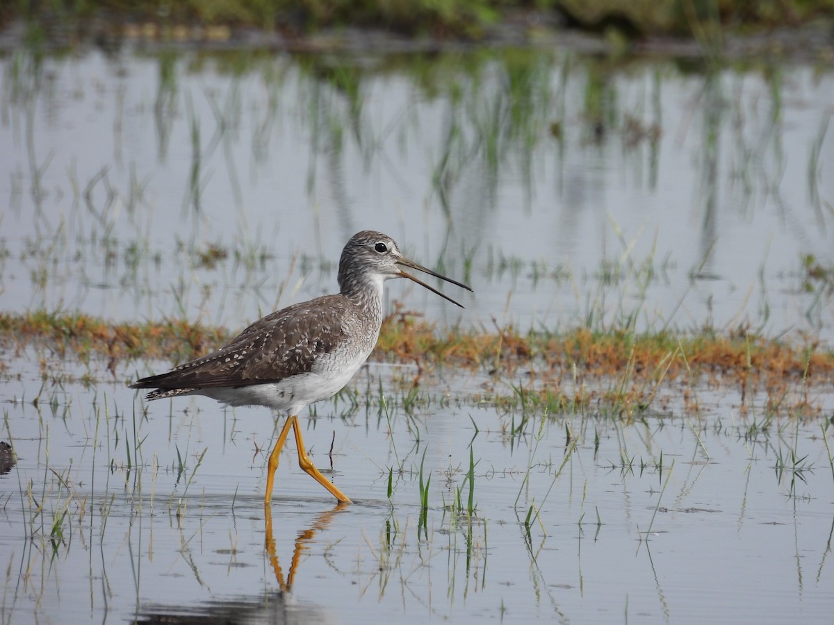 Greater Yellowlegs - ML498271381