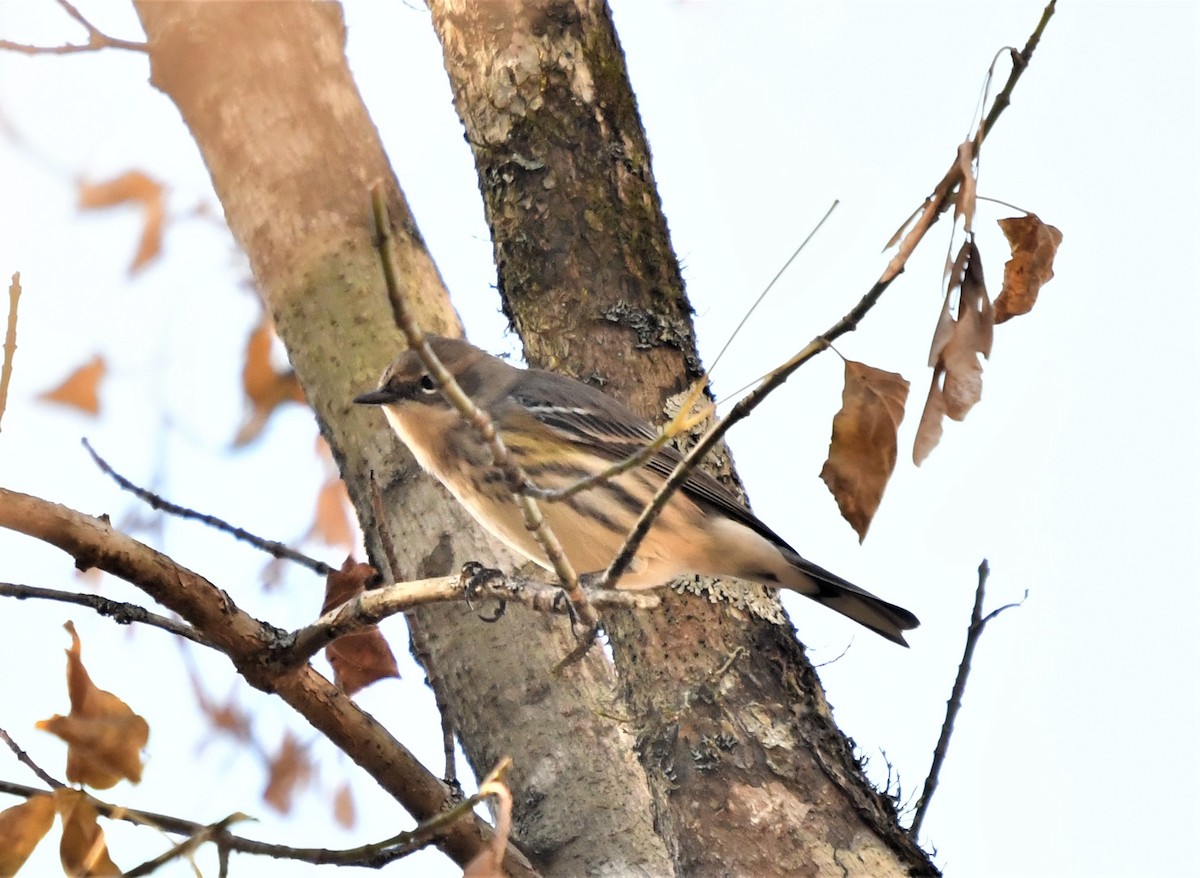 Yellow-rumped Warbler - ML498272031