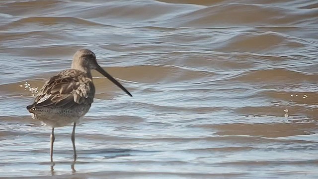 Long-billed Dowitcher - ML498273081