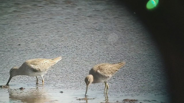 Long-billed Dowitcher - ML498273091