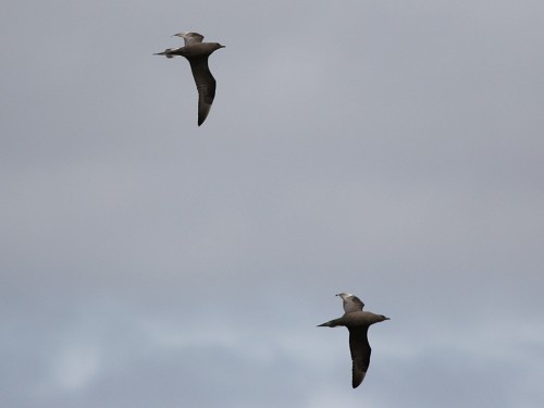 Parasitic Jaeger - ML498273131