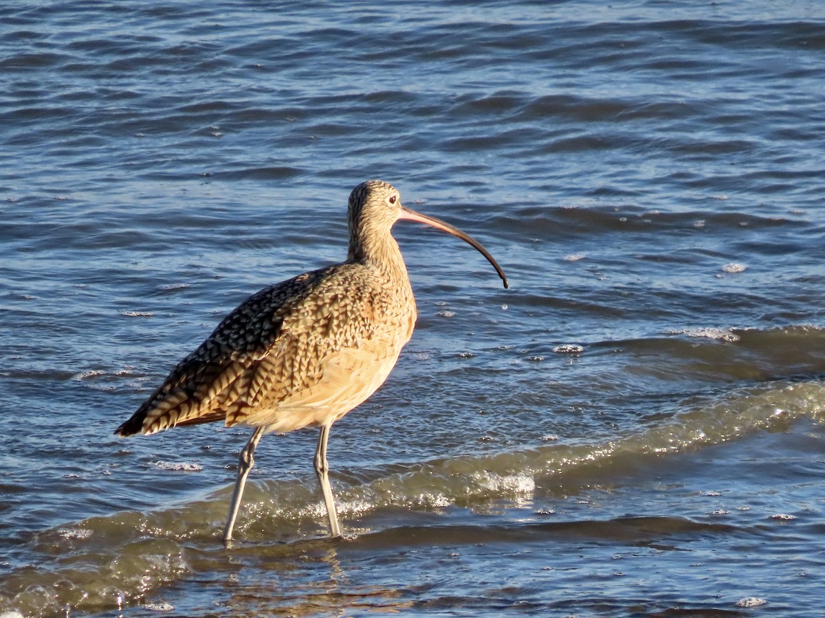 Long-billed Curlew - ML498273141