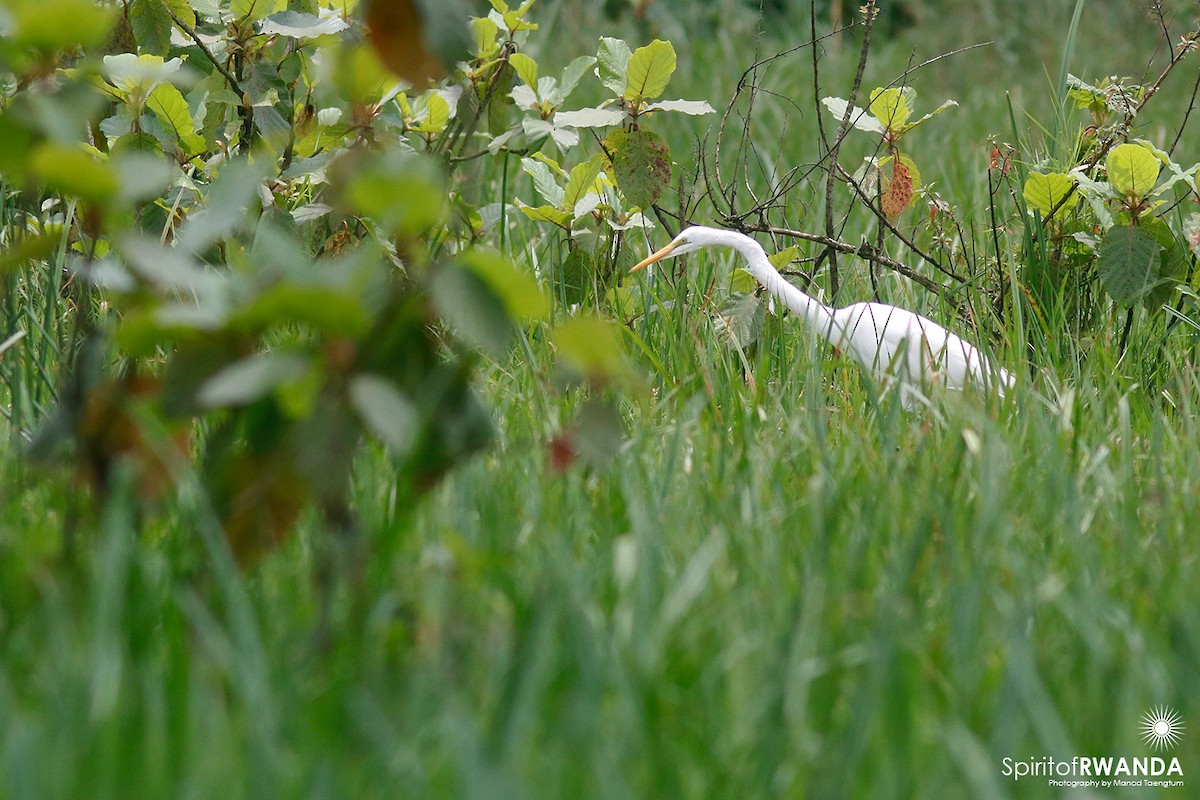 Great Egret (African) - ML498274101