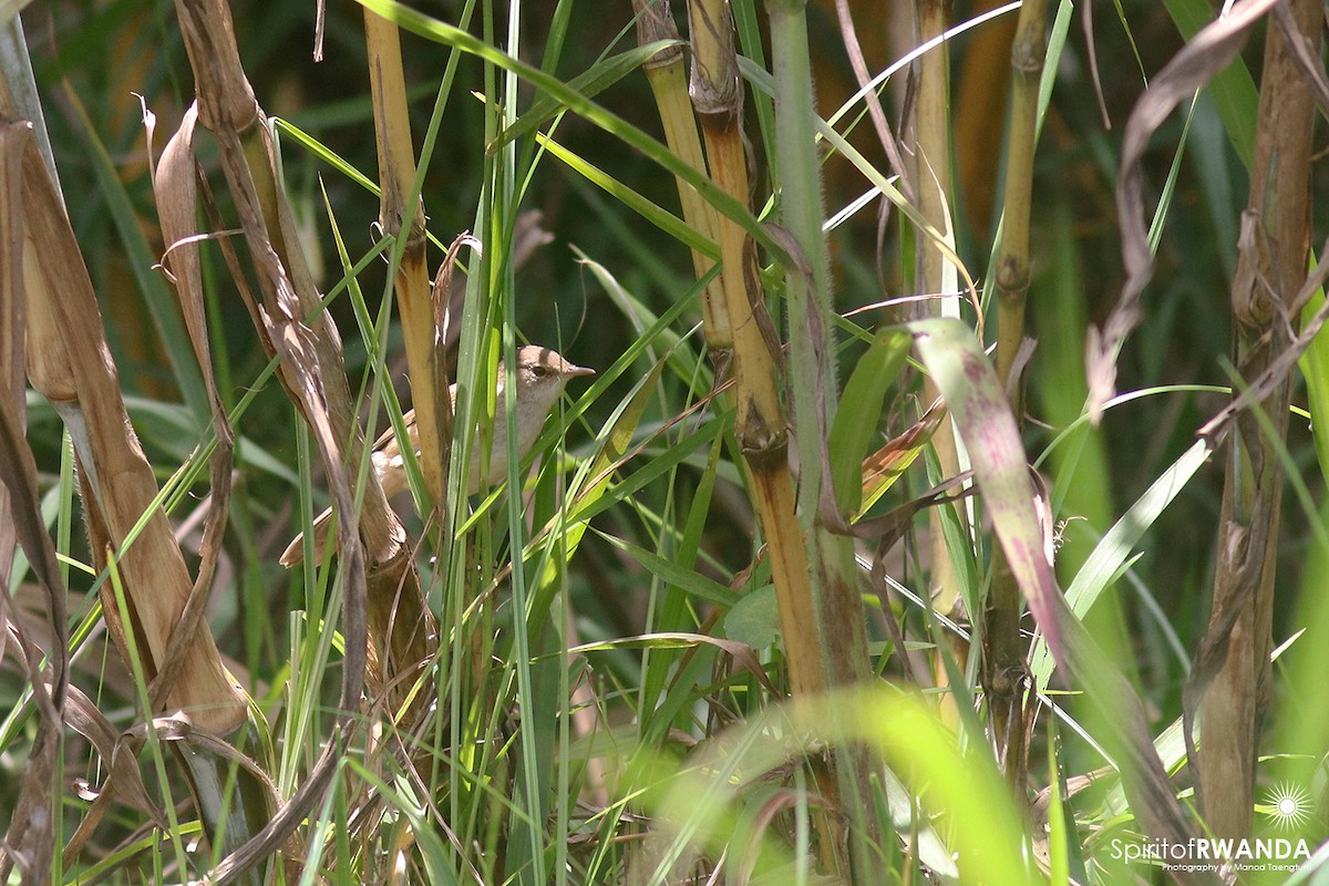 Lesser Swamp Warbler - ML498274241