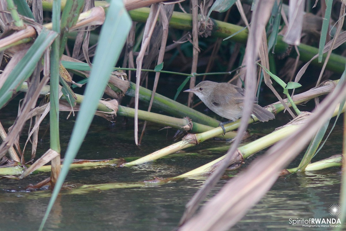 Lesser Swamp Warbler - ML498274251