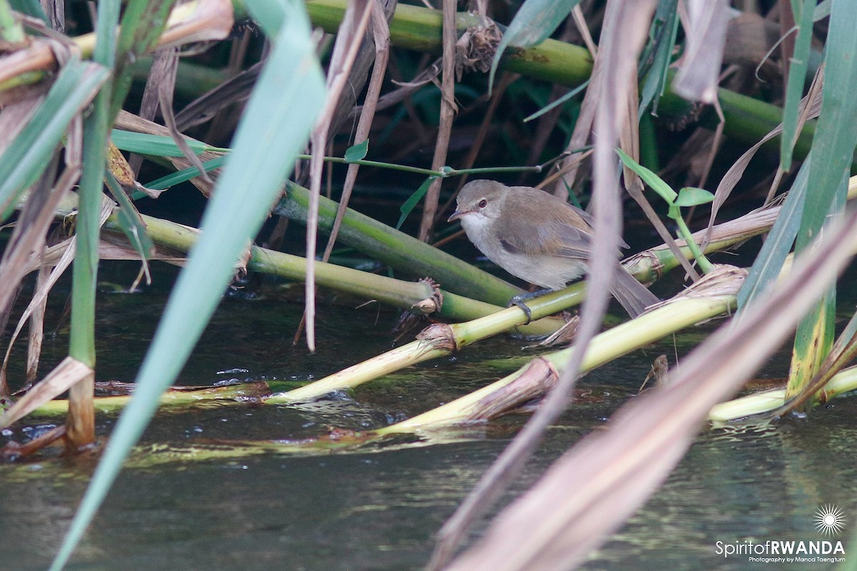Lesser Swamp Warbler - ML498274261