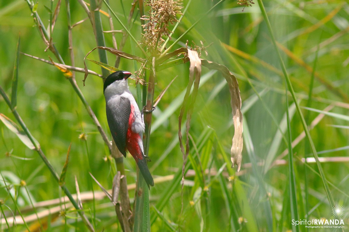 Black-crowned Waxbill - ML498274321