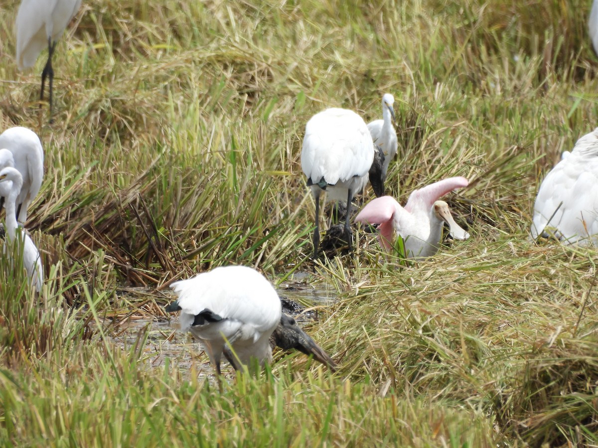 Roseate Spoonbill - ML498274381