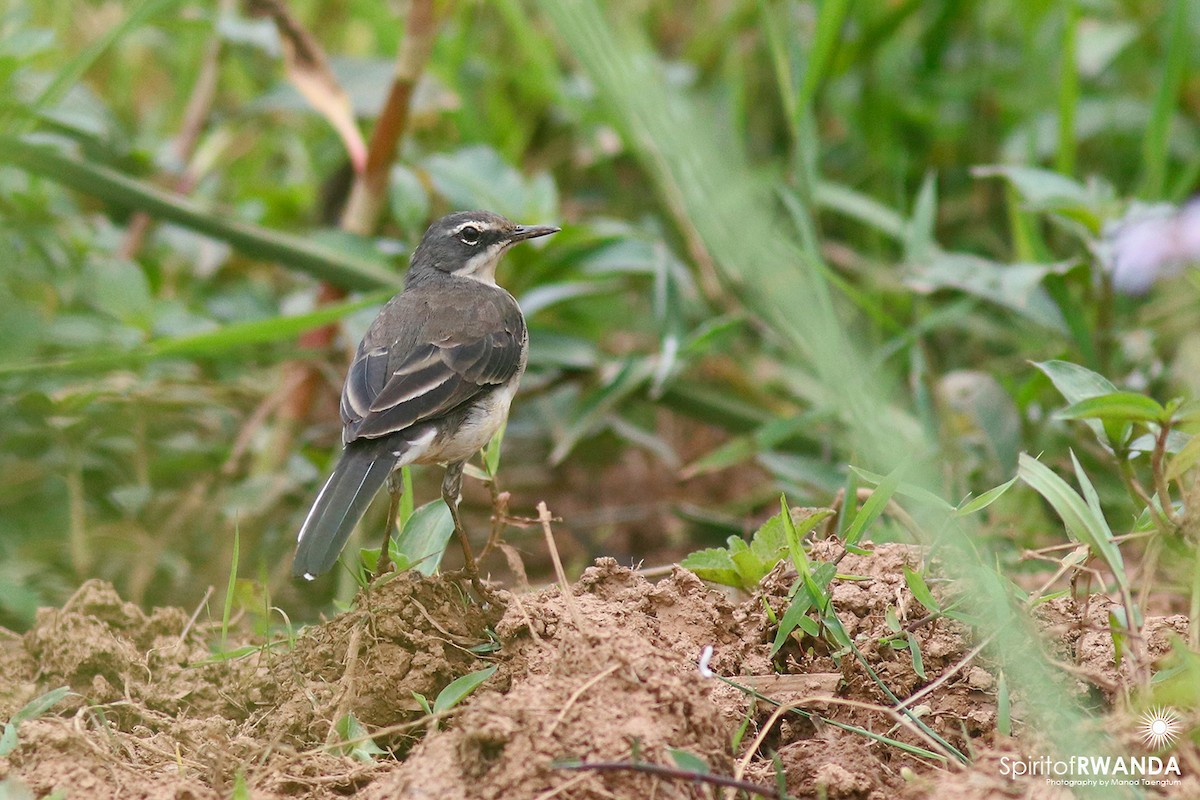 Cape Wagtail - ML498274391