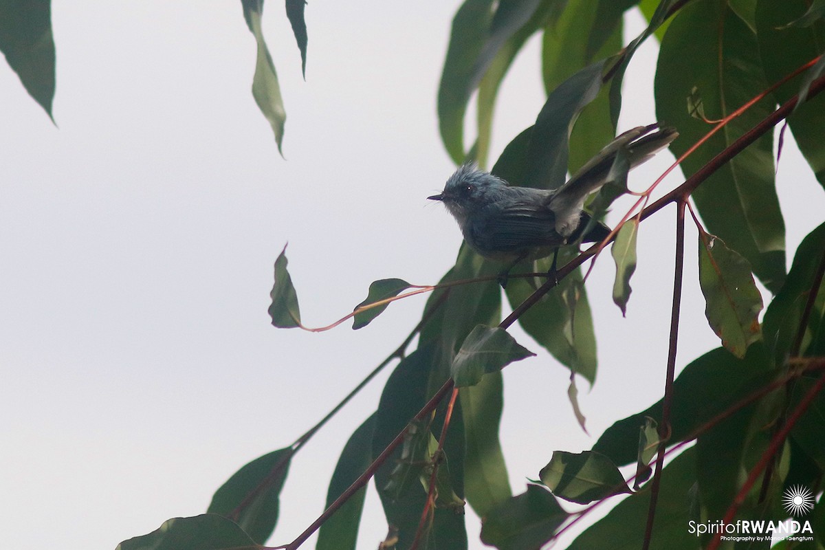 White-tailed Blue Flycatcher - Manod Taengtum