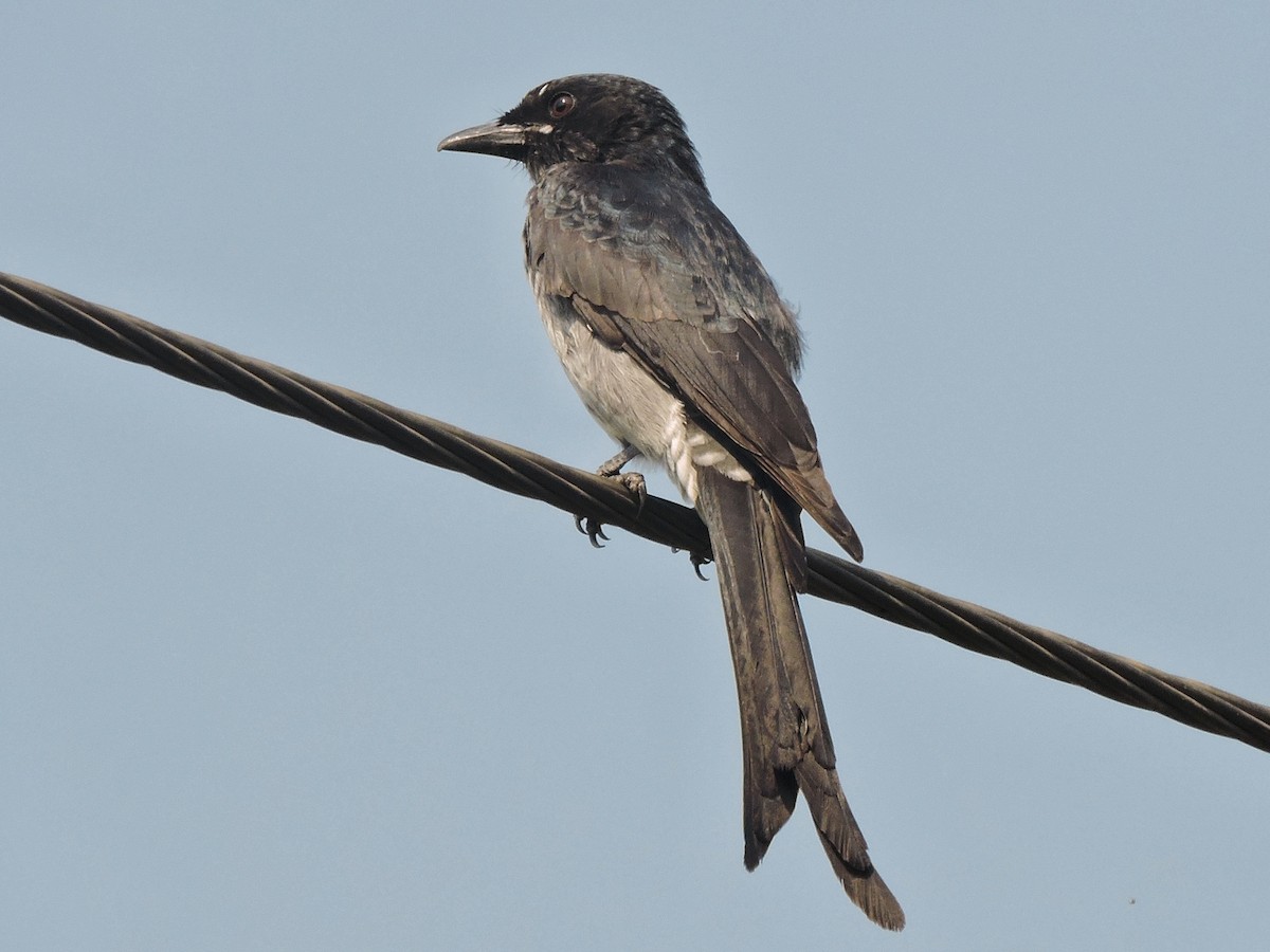 Black Drongo - ML498275101