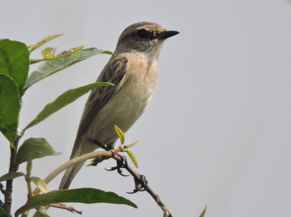 Siberian Stonechat - ML498275131