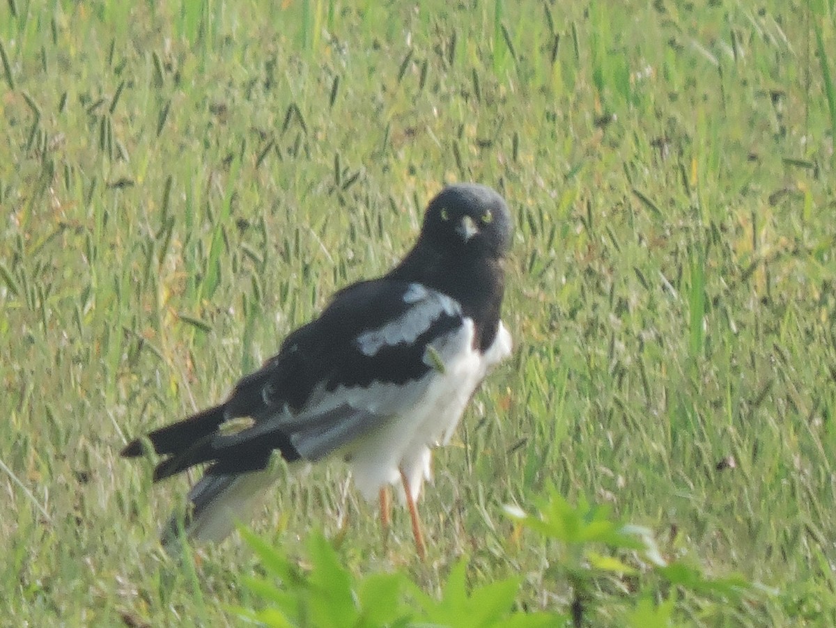 Pied Harrier - ML498275431