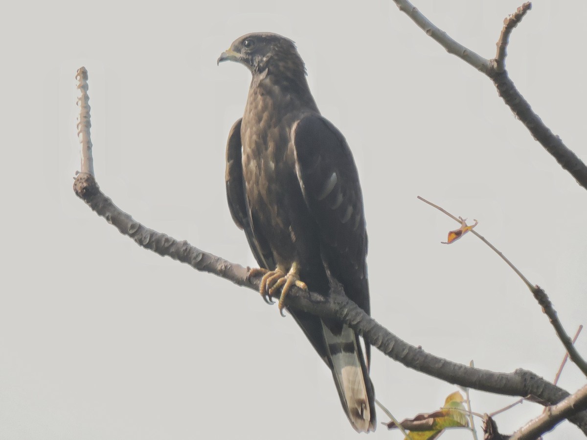 Oriental Honey-buzzard - Subhajit Roy