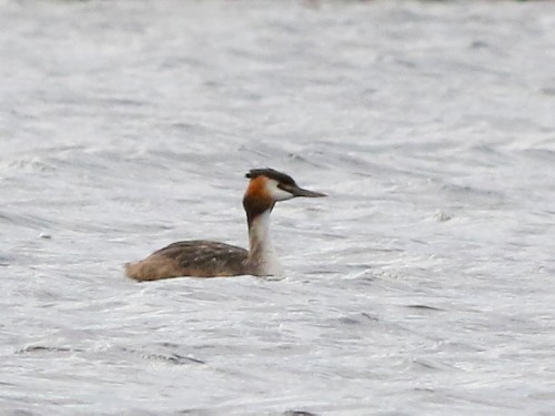 Great Crested Grebe - ML498276531