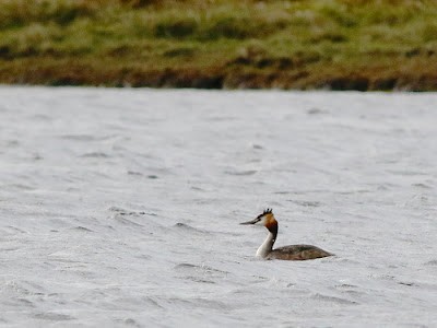 Great Crested Grebe - ML498276541