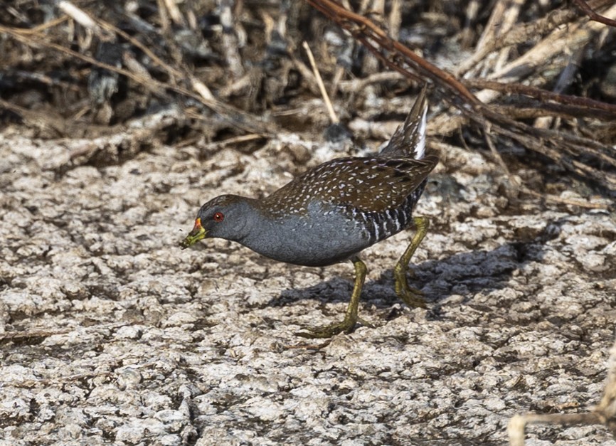 Australian Crake - Tanya Hattingh