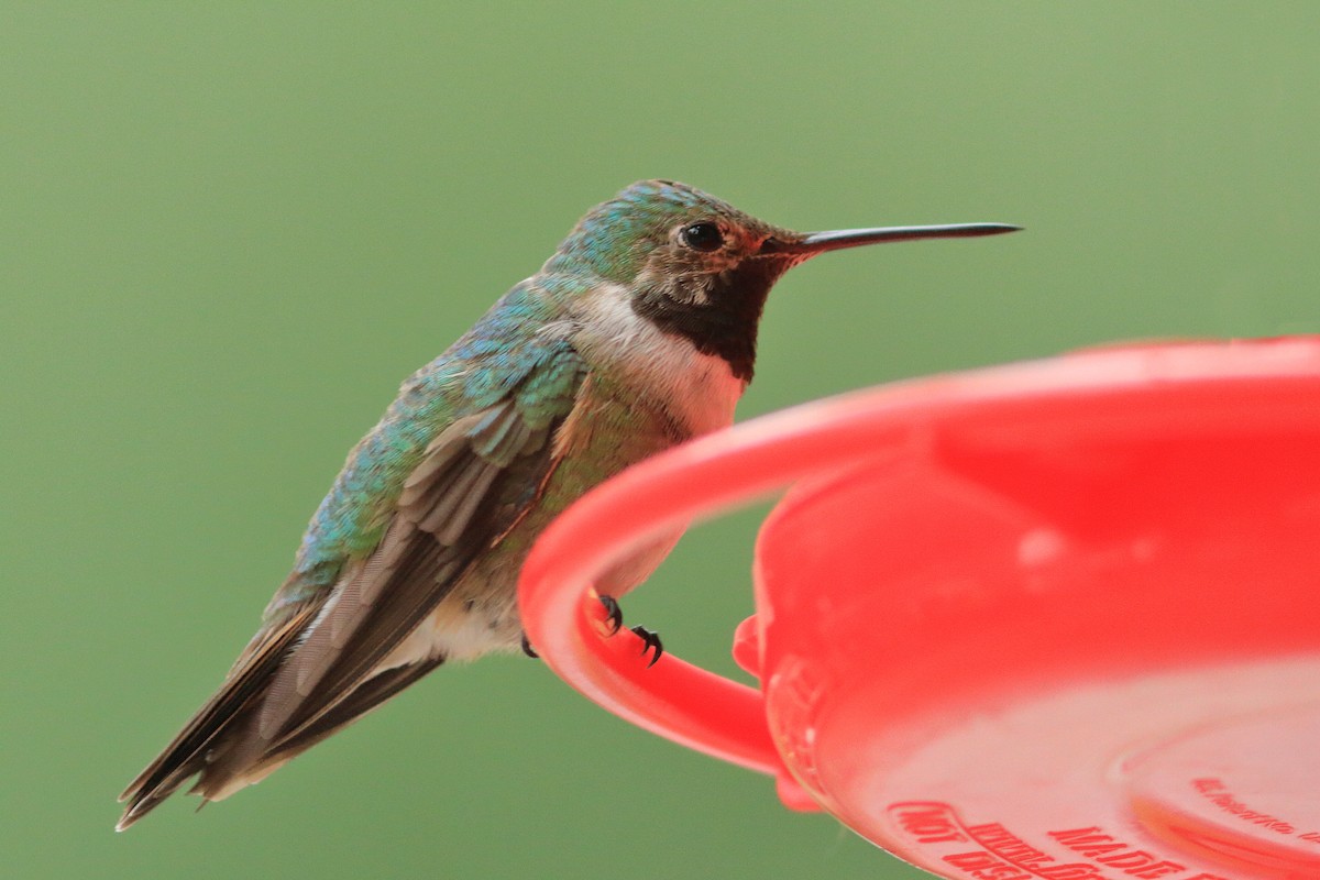 Colibri à queue large - ML498277451