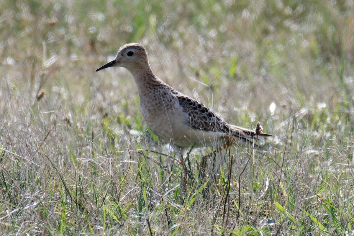 Buff-breasted Sandpiper - Nathan Hentze