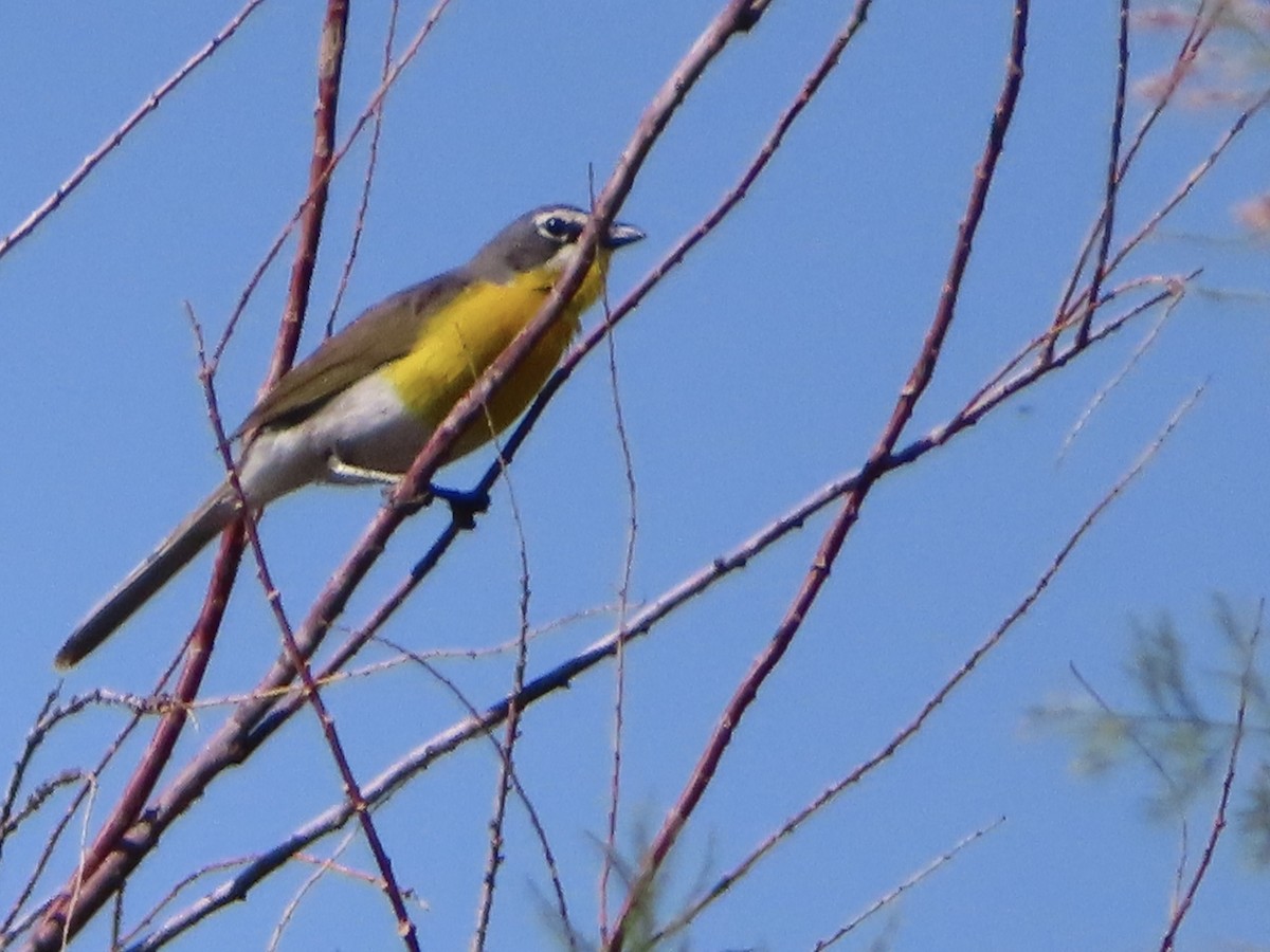 gulbrystparula - ML498277841