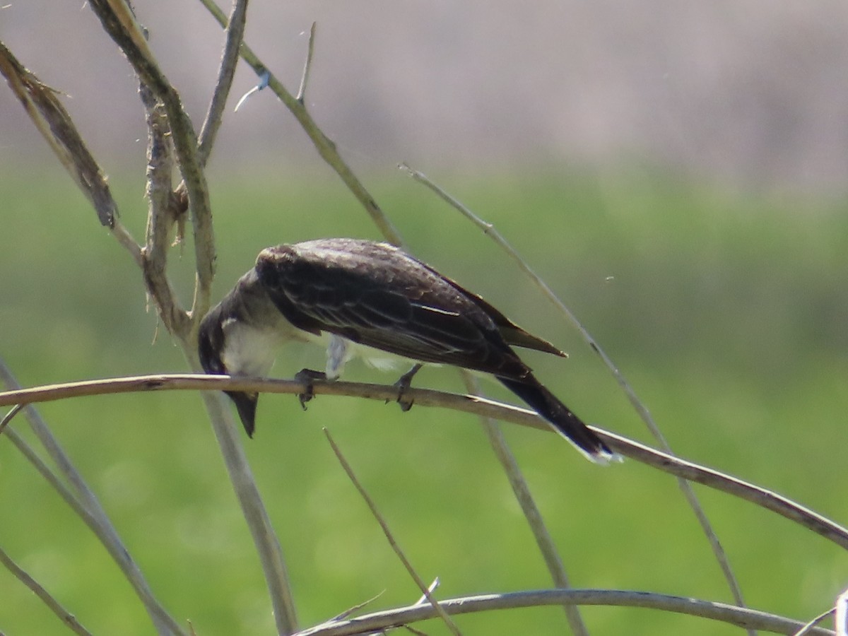 Eastern Kingbird - ML498277901