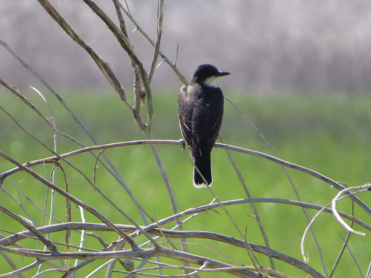 Eastern Kingbird - ML498277961