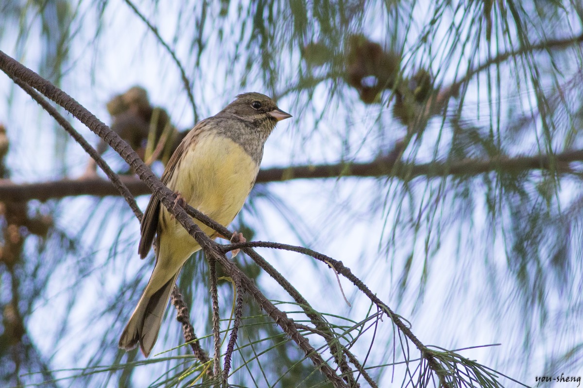 Black-faced Bunting - ML498278001