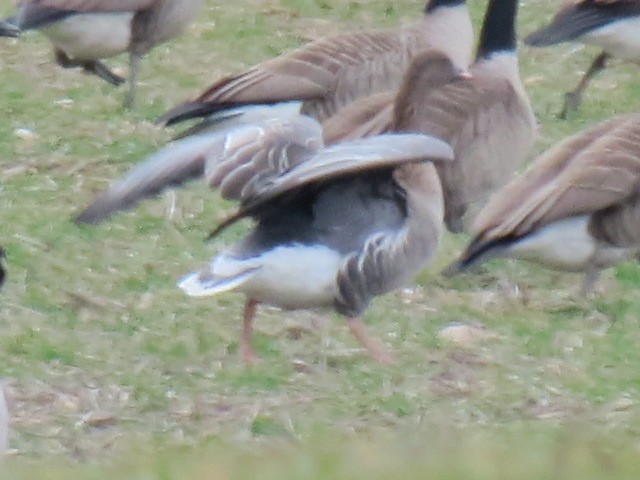 Pink-footed Goose - ML49827801