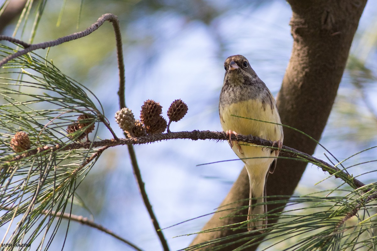 Black-faced Bunting - ML498278011