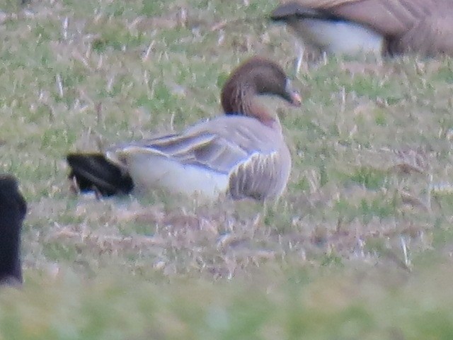 Pink-footed Goose - ML49827821