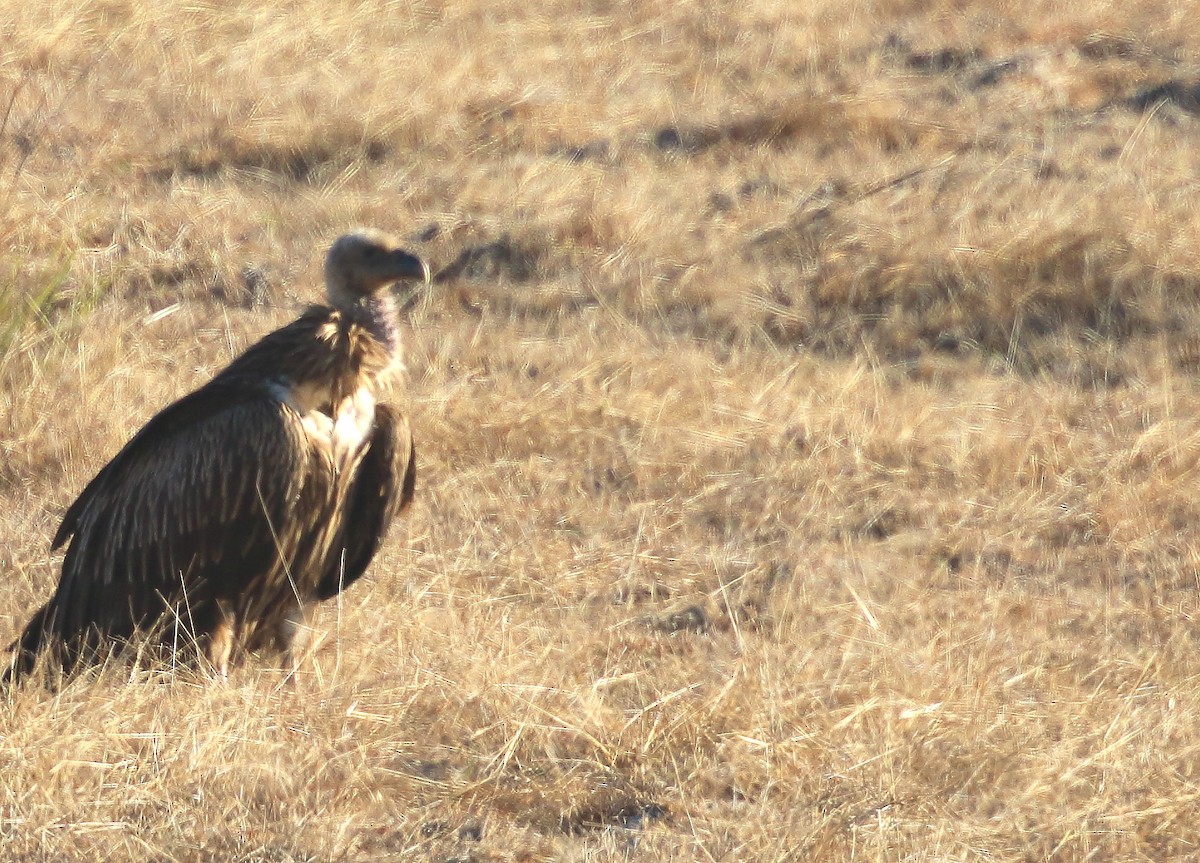 Indian Vulture - David Barton
