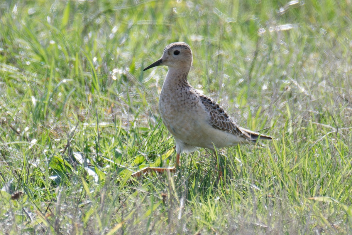 Buff-breasted Sandpiper - ML498279121