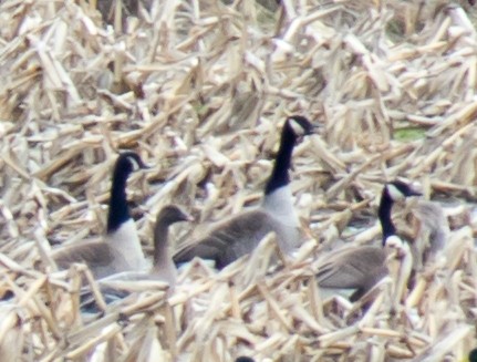 Pink-footed Goose - ML49827941